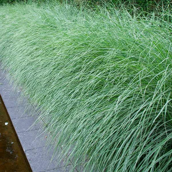 Morning Light Miscanthus 3 Morning Light Miscanthus