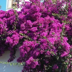 Majestic Purple Bougainvillea -Brighter Blooms Sales Majestic Purple Bougainvillea 3 BB