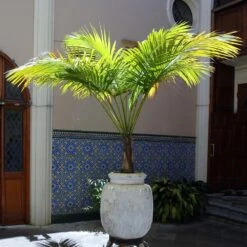 Majesty Palm Tree -Brighter Blooms Sales Majesty Palm 3