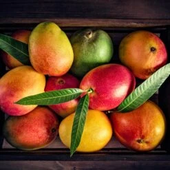 Mango Kit 11 Mango Kit -Brighter Blooms Sales Mango Kit 2 BB