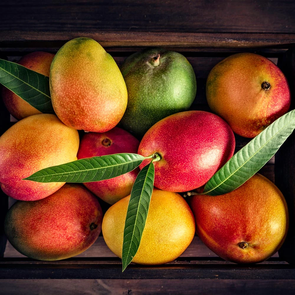 Mango Kit 6 Mango Kit - Image 4