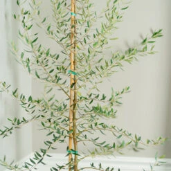 Manzanillo Olive Tree -Brighter Blooms Sales Manzanilla Olive Tree 2