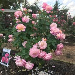 Marc Chagall™ Rose -Brighter Blooms Sales Marc Chagall
