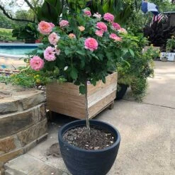 Marc Chagall™ Rose Tree -Brighter Blooms Sales Marc Chagall Standard 1 BB