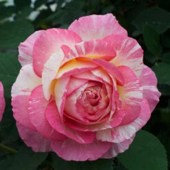 Marc Chagall™ Rose Tree -Brighter Blooms Sales Marc Chagall Standard 4 BB