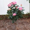 Marc Chagall™ Rose Tree -Brighter Blooms Sales Marc Chagall Standard BB 600x600 ec96a9ff 78ed 4693 b95d f3856361b6f7
