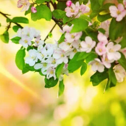 Mutsu Apple Tree -Brighter Blooms Sales Matsu Crispin Apple 5