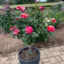 Maurice Utrillo™ Rose Tree -Brighter Blooms Sales Maurice Utrilo Rose Tree 1
