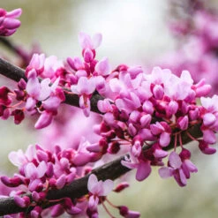 Merlot Redbud Tree -Brighter Blooms Sales Merlot Redbud 2