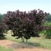 Merlot Redbud Tree 2 Merlot Redbud Tree -Brighter Blooms Sales Merlot Redbud BB 600x600 01a8fb79 c09d 4004 83cd 773afad2a701