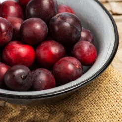 Methley Plum Tree -Brighter Blooms Sales Methley Plum 2 BB