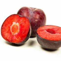 Methley Plum Tree -Brighter Blooms Sales Methley Plum 3