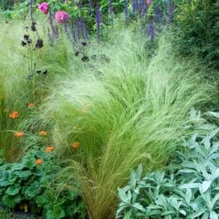 Mexican Feather Grass -Brighter Blooms Sales Mexican Feather Grass 4 BB
