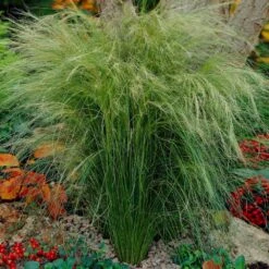 Mexican Feather Grass -Brighter Blooms Sales Mexican Feather Grass 5