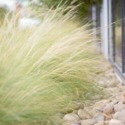 Mexican Feather Grass -Brighter Blooms Sales Mexican Feather Grass 6