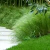 Mexican Feather Grass -Brighter Blooms Sales Mexican Feather Grass BB 600x600 1c4ae0ed 716d 453c b7c2 08137419482c