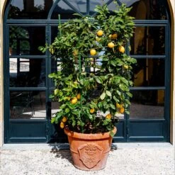 Meyer Lemon Bush 11 Meyer Lemon Bush -Brighter Blooms Sales Meyer Lemon Bush 3 BB