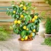 Meyer Lemon Bush -Brighter Blooms Sales Meyer Lemon Bush BB 600x600 d2864c66 333e 427e 9aed a19142d70475