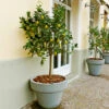 Meyer Lemon Tree -Brighter Blooms Sales Meyer Lemon Tree BB 600x600 21f9dba2 49af 4289 ba5f 7a5e035aee55