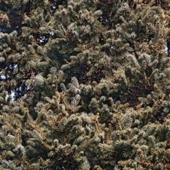 Meyer Spruce Tree -Brighter Blooms Sales Meyer Spruce Tree 3