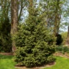 Meyer Spruce Tree -Brighter Blooms Sales Meyer Spruce Tree BB 600x600 3914b049 8bea 4398 a1ec 4cf6e2952c0d