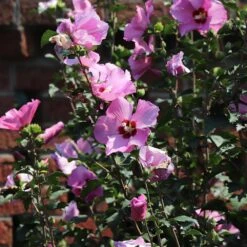 Minerva Rose Of Sharon Althea Shrub -Brighter Blooms Sales Minerva Rose of Sharon 4 BB