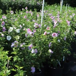 Minerva Rose Of Sharon Althea Shrub -Brighter Blooms Sales Minerva Rose of Sharon 7 BB