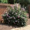 Minerva Rose Of Sharon Althea Shrub -Brighter Blooms Sales Minerva Rose of Sharon BB 600x600 4666b7f4 37bd 4a99 8036 3909e51ccbe4