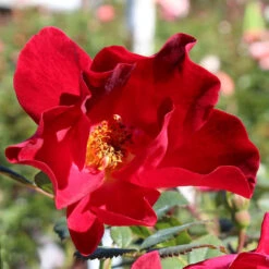 Miracle On The Hudson™ Rose -Brighter Blooms Sales Miracle on the Hudson BB 600x600 7e27b2f5 1a2d 49e8 bebd ef1445edb48a