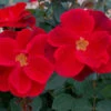 Miracle On The Hudson™ Rose -Brighter Blooms Sales MiracleontheHudsonBush CertifiedRoses
