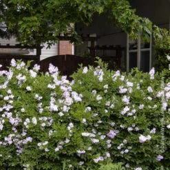 Miss Kim Lilac Shrub -Brighter Blooms Sales Miss Kim Lilac Shrub 1 BB