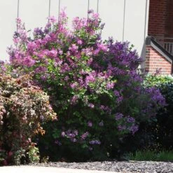 Miss Kim Lilac Shrub -Brighter Blooms Sales Miss Kim Lilac Shrub 4