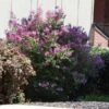 Miss Kim Lilac Shrub -Brighter Blooms Sales Miss Kim Lilac Shrub 600x600 BB