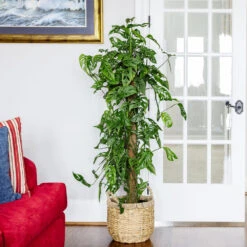 Monstera Adansonii Plant -Brighter Blooms Sales Monstera Adonsonii Totem 4 05afa7d5 c76e 4bee 9eb3 00cfe7a00547