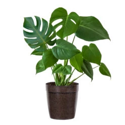 Monstera (Swiss Cheese Plant) -Brighter Blooms Sales Monstera Iso Delilah Brown