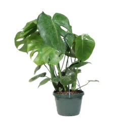Monstera (Swiss Cheese Plant) -Brighter Blooms Sales Monstera Iso Standard 2G baskett