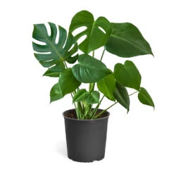 Monstera (Swiss Cheese Plant) -Brighter Blooms Sales Monstera Iso Standard 3Gpot
