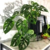 Monstera Adansonii Plant -Brighter Blooms Sales Monstera adansonii BB 600x600 386cc672 bc1b 4fbf 98fe 0cfe7a27ba91