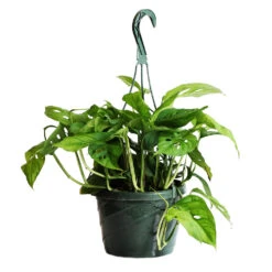 Monstera Adansonii Plant -Brighter Blooms Sales Monstera adansonii HG 1