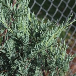 Moonglow Juniper Tree -Brighter Blooms Sales Moonglow Juniper 2 BB