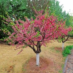 2-in-1 Peach Tree -Brighter Blooms Sales Multi fruit peach 2