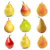 4-in-1 Pear Tree -Brighter Blooms Sales Multifruit Pear 600x600 07428fbd 0dfb 43e7 96cd 984488dbd6ff