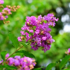 Muskogee Crape Myrtle Tree -Brighter Blooms Sales Muskogee Crape Myrtle 5 BB 161c25fc f1ca 4350 9462 eb3c16d5480b
