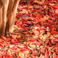 Muskogee Crape Myrtle Tree -Brighter Blooms Sales Muskogee Crape Myrtle 6 a3eee72f d098 4554 ae81 0492771a776b