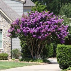 Muskogee Crape Myrtle Tree -Brighter Blooms Sales Muskogee Crape Myrtle 8 BB