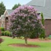 Muskogee Crape Myrtle Tree 2 Muskogee Crape Myrtle Tree -Brighter Blooms Sales Muskogee Crape Myrtle BB 600x600 4749eb2c eed9 47ec 935a 00a8ad5c2fb8