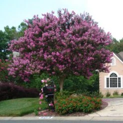Muskogee Crape Myrtle Tree -Brighter Blooms Sales Muskogee Crape Myrtle single trunk