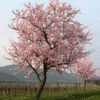 NE Plus Almond Tree -Brighter Blooms Sales NE Plus Almond Tree 220
