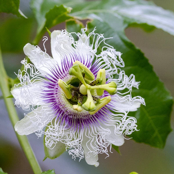 Nancy Garrison Passion Fruit Vine 3 Nancy Garrison Passion Fruit Vine