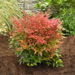 Obsession™ Nandina Shrub 11 Obsession™ Nandina Shrub -Brighter Blooms Sales Nandina Obsession 2